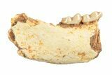 Eocene Fossil Primate (Necrolemur) Jaw Section - France #248690-1